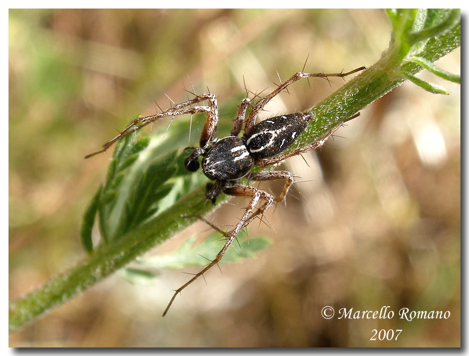 Una coppia (?) di Oxyopidae fotografati sulle Madonie